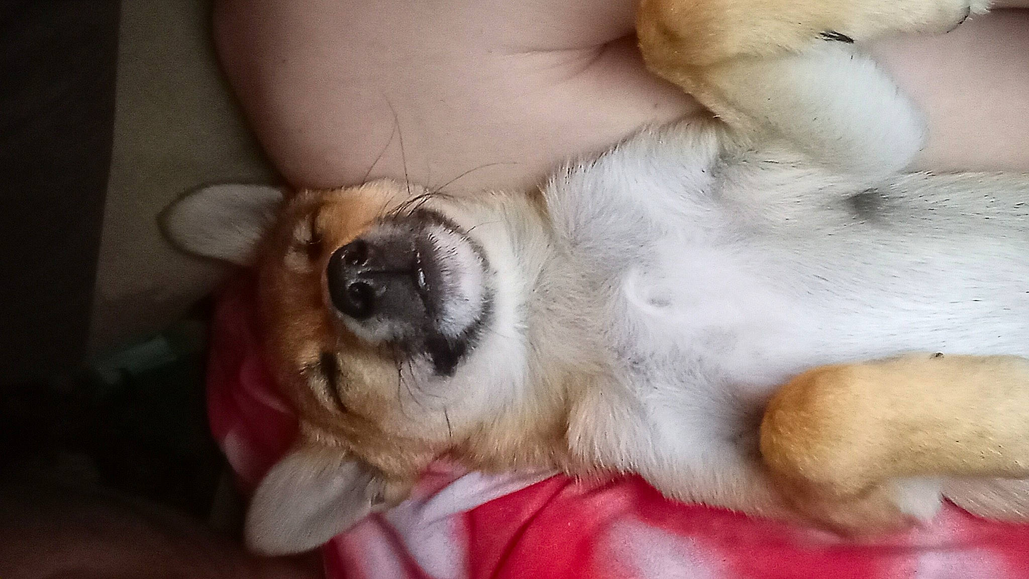 Halo is registered to the contest to win money with this photo: carnivore, claw, comfort, companion_dog, dog, dog_breed, ear, foot, fur, nap, paw, puppy_love, sleep, whiskers