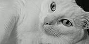 Jeanjean participe au concours pour gagner de l'argent avec cette photo : animal, cat, close_up, cozy, cute, domestic_animal, eyes, fabric, feline, fur, indoor, lying_down, monochrome, pet, portrait, relaxed, resting, soft_light, whiskers, white_cat