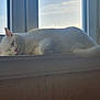 animal, calm, cat, cozy, daylight, domestic, feline, fur, house, indoor, natural_light, peaceful, pet, quiet, relaxation, resting, sleeping, white_cat, window, windowsill