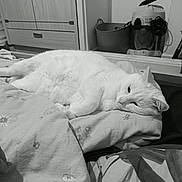 Jeanjean participe au concours pour gagner de l'argent avec cette photo : animal, bed, blanket, calm, cat, cozy, cute, domestic, fur, furniture, household, indoor, lying_down, pet, relaxed, resting, room, sleepy, soft_light, white_cat