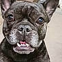 animal, brindle, casual_clothing, close_up, curious, dog, ears, face, floor, french_bulldog, home, indoor, legs, looking_at_camera, person, pet, socks, teeth, tongue, water_dispenser