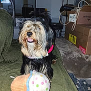 Alladin a rejoint le concours — aidez-le/la à gagner de superbes lots ! dog, indoor, toy, plush, cupcake, green_quilt, furniture, box, shelf, exercise_equipment, floor, carpet, pet, cute, animal, happy, playful, fur, black, brown