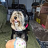 dog, indoor, toy, plush, cupcake, green_quilt, furniture, box, shelf, exercise_equipment, floor, carpet, pet, cute, animal, happy, playful, fur, black, brown