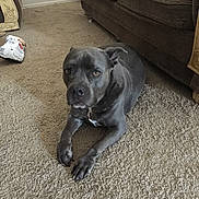 Perseus joined the competition — help win amazing prizes! dog, carpet, living_room, couch, brown, gray, pet, indoor, fur, animal, floor, snack_bag, relaxed, canine, mammal, home, resting, paw, ears, face