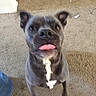 Perseus is registered to the contest to win money with this photo: dog, gray_dog, carpet, indoor, tongue_out, playful, jumping, pet, white_patch, floor, water_dispenser, wheel, blurry, animal, canine, cute, fur, ears, nose, mouth