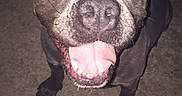Perseus joined the competition — help win amazing prizes! animal, black, brown, canine, closeup, companion, cute, dog, ears, flash, floor, fur, happy, indoor, looking_up, pet, playful, snout, teeth, tongue_out
