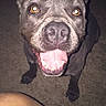 Perseus joined the competition — help win amazing prizes! dog, pet, animal, happy, tongue_out, looking_up, ears, snout, teeth, fur, canine, indoor, floor, flash, closeup, brown, black, playful, companion, cute