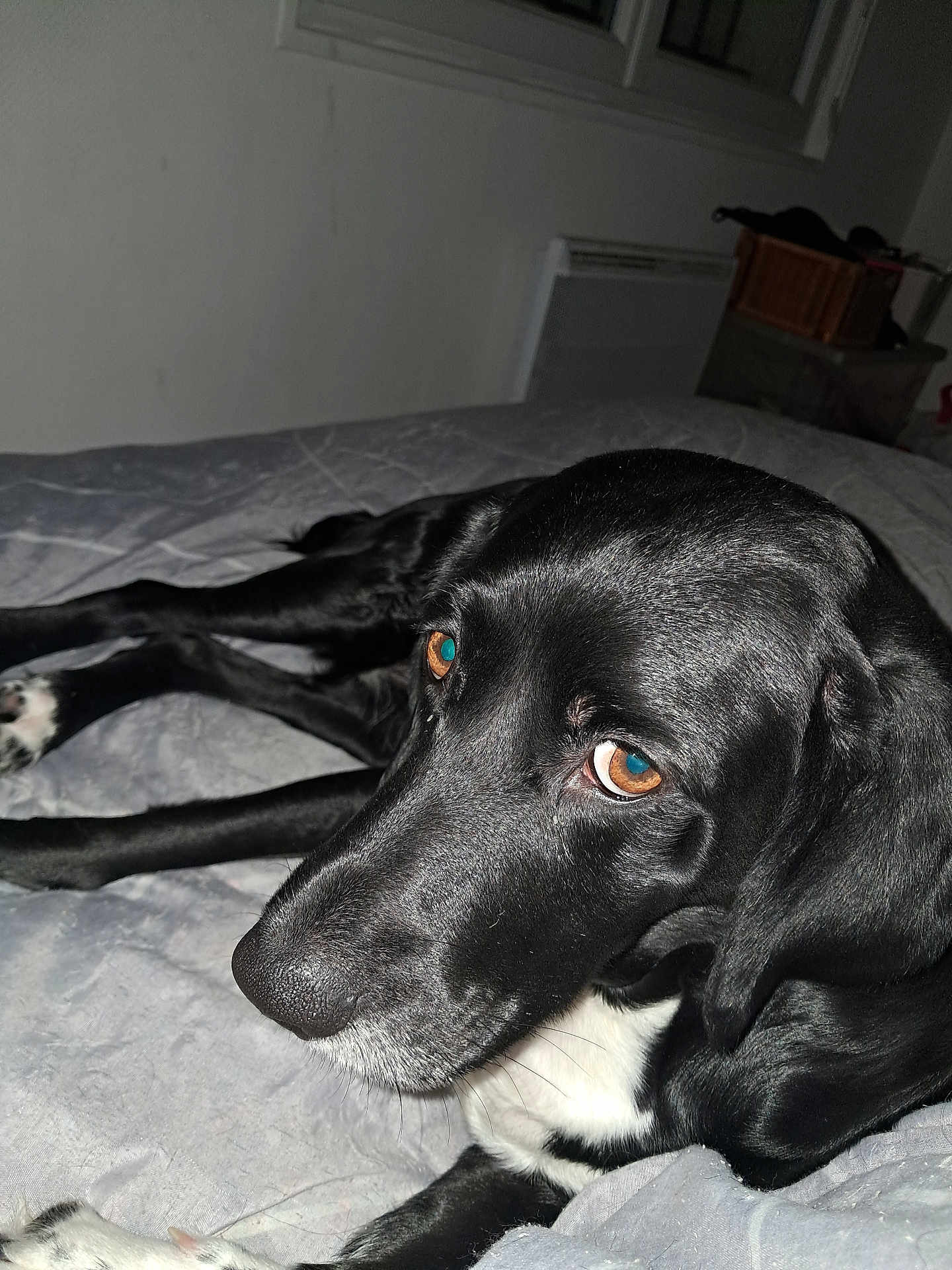 Roxy participe au concours pour gagner de l'argent avec cette photo : dog, black_dog, pet, bed, indoor, lying_down, brown_eyes, fur, closeup, animal, canine, resting, cozy, quilt, home, portrait, looking_away, snout, ears, domestic_animal