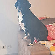 Roxy a rejoint le concours — aidez-le/la à gagner de superbes lots ! dog, black_and_white, sitting, couch, indoor, pet, animal, blanket, armrest, floor, wall, cozy, home, fur, looking, calm, domestic, living_room, tile_floor, relaxed