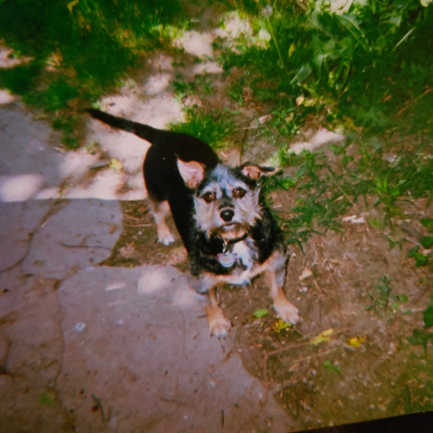 Dixie is registered to the contest to win money with this photo: animal, backyard, collar, curious, daylight, dog, ears_up, fur, grass, greenery, ground, looking_up, nature, outdoor, path, pet, plants, shadow, small_dog, stone_path