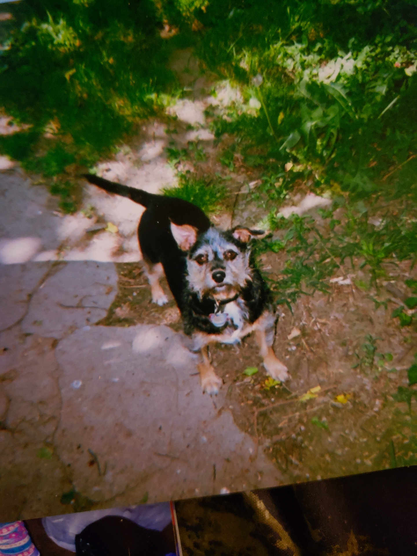 Dixie is registered to the contest to win money with this photo: dog, outdoor, path, grass, plants, pet, animal, nature, small_dog, looking_up, ears_up, curious, daylight, ground, stone_path, fur, collar, shadow, backyard, greenery