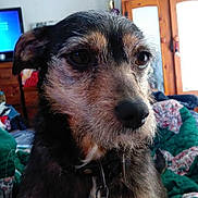 Dixie is registered to the contest to win money with this photo: dog, pet, indoor, close_up, quilt, blanket, furniture, wooden_cabinet, television, tag, collar, brown, black, fur, eyes, nose, ears, room, plant, decor