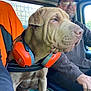 Marie-Cecile a rejoint le concours — aidez-le/la à gagner de superbes lots ! brown, cap, clothing, collar, daylight, dog, driver, earmuffs, glasses, hand, indoor, leash, man, orange, portrait, seat, sideview, vehicle, window, wrinkles