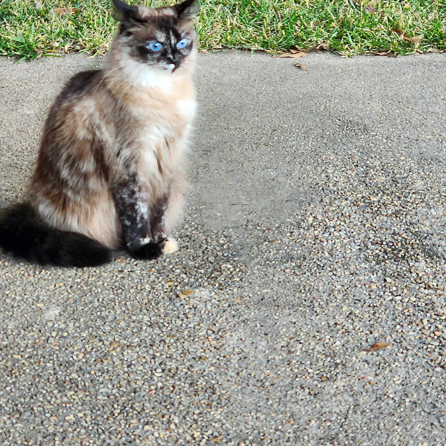 Skye joined the competition — help win amazing prizes! abyssinian, accessories, angora, animal, blackcat, cat, grass, gravel, kitten, leash, manx, pet, plant, road, siamese, slate, soil, strap, tarmac