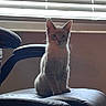 cat, chair, leather, window, blinds, indoor, pet, animal, sitting, feline, curious, shadow, light, backlit, home, domestic, young_cat, ears, whiskers, quiet