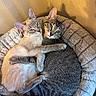 cat, cats, pet_bed, snuggle, hug, cozy, feline, animal, domestic_cat, cute, fur, whiskers, ears, blue_eyes, striped, tabby, resting, indoor, warm_lighting, texture