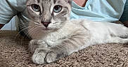 Misty joined the competition — help win amazing prizes! cat, blue_eyes, close_up, carpet, fur, whiskers, paws, animal, pet, relaxed, indoor, person, shirt, light_blue, resting, cute, feline, muzzle, texture, cozy