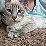 cat, blue_eyes, close_up, carpet, fur, whiskers, paws, animal, pet, relaxed, indoor, person, shirt, light_blue, resting, cute, feline, muzzle, texture, cozy