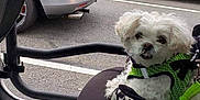 Bella is registered to the contest to win money with this photo: car_interior, compact_dog, curious, dog, dog_seat, green_harness, jeep, leash, outdoor, parking_lot, pet, resting, road, seat, side_mirror, street_sign, urban, vehicle, white_dog, window
