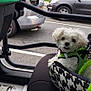 Bella is registered to the contest to win money with this photo: dog, jeep, car_interior, parking_lot, green_harness, dog_seat, white_dog, vehicle, side_mirror, street_sign, urban, pet, seat, leash, road, window, outdoor, compact_dog, curious, resting