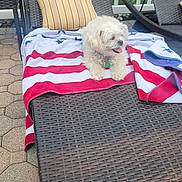 Bella joined the competition — help win amazing prizes! dog, white_dog, outdoor, lounge_chair, towel, striped_towel, pillow, yellow_pillow, wicker, patio, hexagonal_pavers, fence, relaxing, pet, summer, sunny, tongue_out, small_dog, backyard, resting