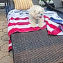 dog, white_dog, outdoor, lounge_chair, towel, striped_towel, pillow, yellow_pillow, wicker, patio, hexagonal_pavers, fence, relaxing, pet, summer, sunny, tongue_out, small_dog, backyard, resting