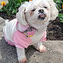 Bella joined the competition — help win amazing prizes! dog, white_dog, small_dog, outdoor, flower_bed, tulips, orange_tulips, yellow_tulips, concrete, pavement, pet_clothing, pink_sweater, garden, spring, sunny_day, cute, fluffy, animal, collar, tag