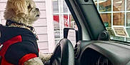 Bella is registered to the contest to win money with this photo: dog, puppy, car_interior, steering_wheel, dog_clothing, window, dashboard, pet, vehicle, hoodie, small_dog, side_view, looking_out, cute, fluffy, collar, leash, indoor, seat, animal