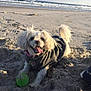 dog, beach, sand, ocean, waves, toy, green_ball, pet, canine, playful, jacket, outdoor, sunlight, happy, tongue_out, small_dog, fur, nature, daytime, animal