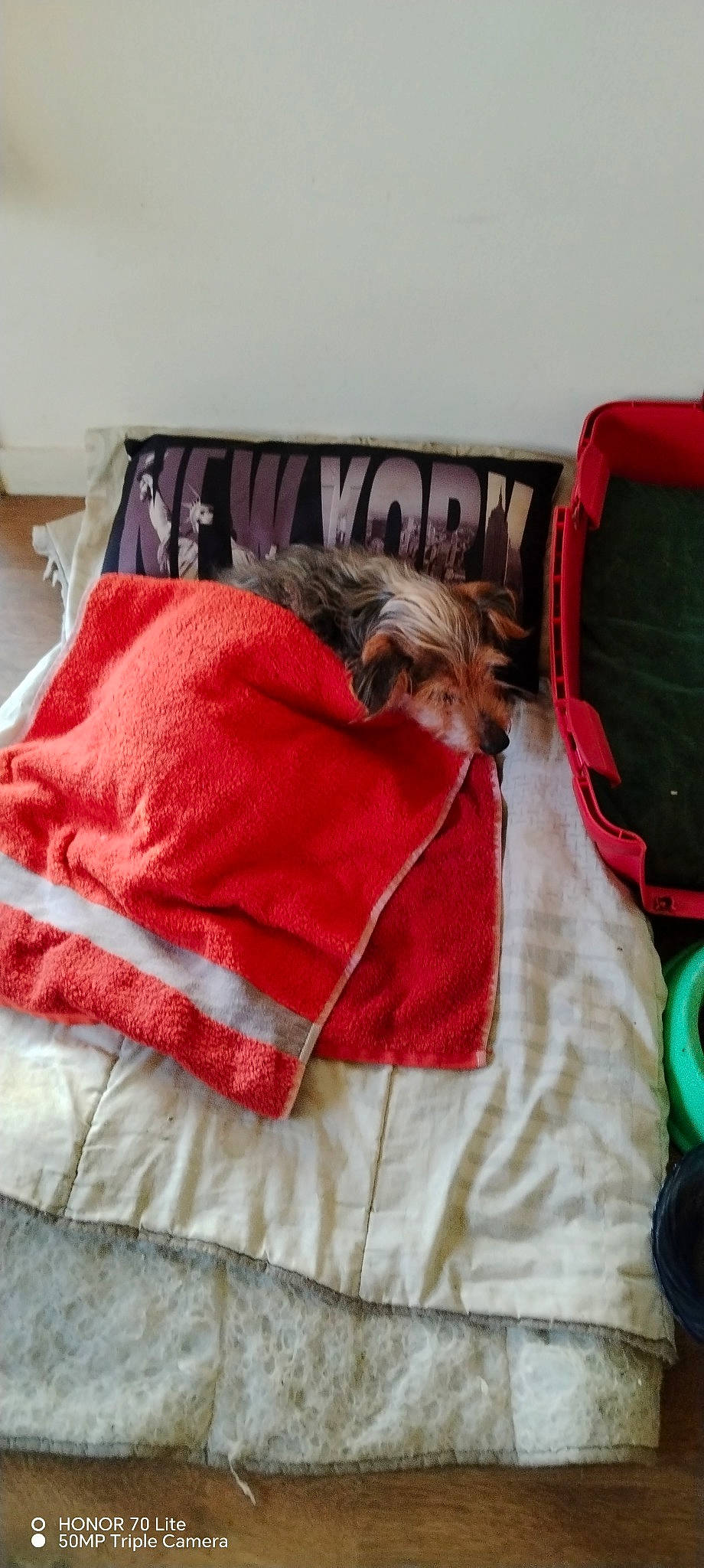 Nyouton a rejoint le concours — aidez-le/la à gagner de superbes lots ! bag, baggage, bed_sheet, bedding, comfort, companion_dog, cushion, fashion_accessory, fur, home_accessories, linens, magenta, mammal, pattern, rectangle, room, sleeve, strap, vertebrate, wood