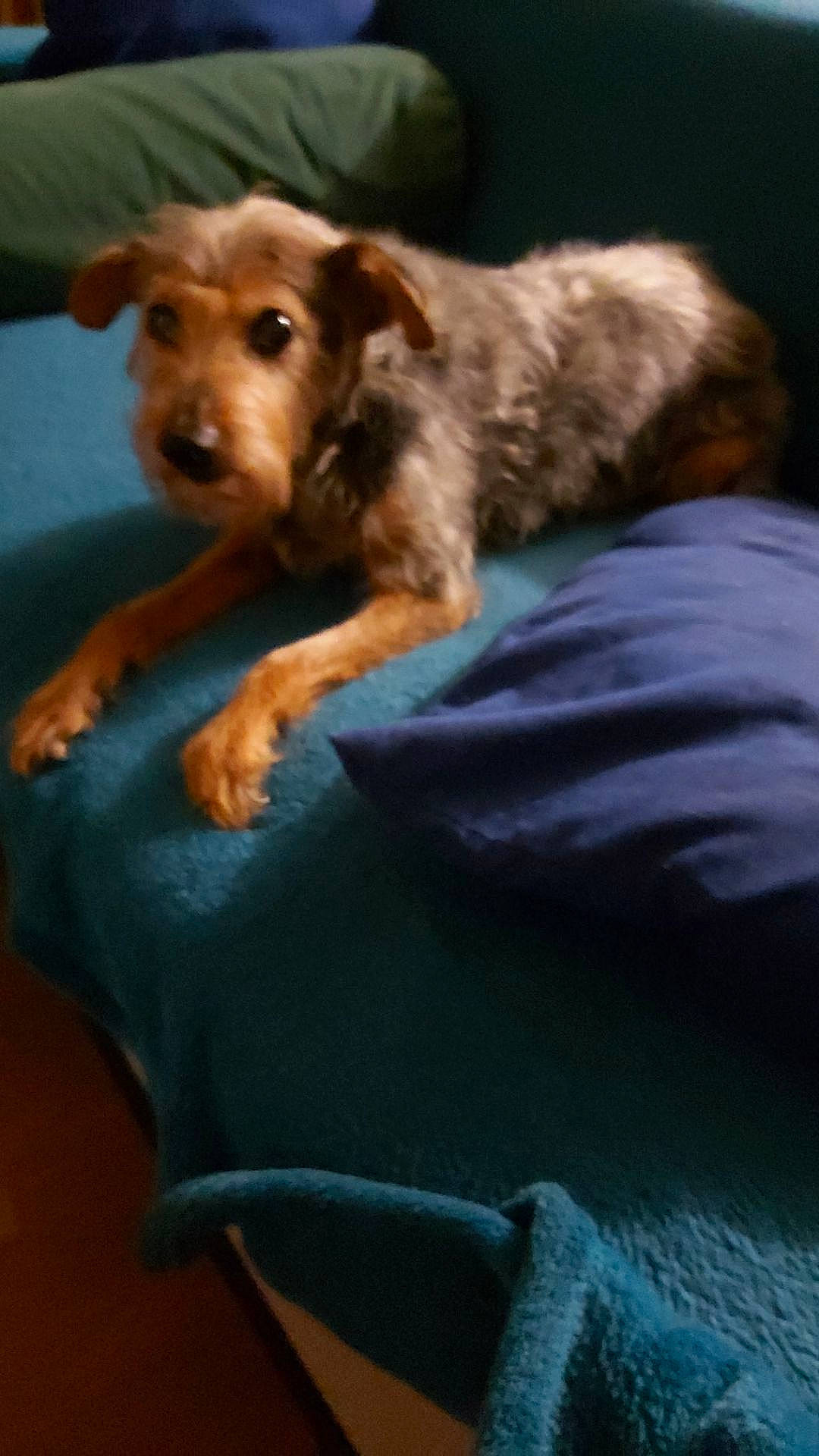 Nyouton participe au concours pour gagner de l'argent avec cette photo : canidae, carnivore, comfort, companion_dog, dog, dog_breed, dog_supply, fawn, fur, liver, snout, sporting_group, terrestrial_animal, whiskers, working_animal