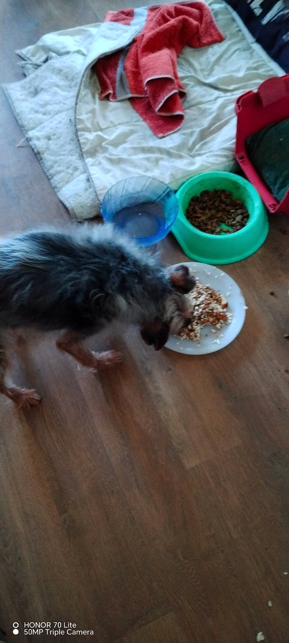 Nyouton a rejoint le concours — aidez-le/la à gagner de superbes lots ! canidae, carnivore, companion_dog, dog, dog_breed, fawn, felidae, flooring, fur, hardwood, laminate_flooring, small_to_medium_sized_cats, soil, sporting_group, tableware, tail, toy_dog, wood, wood_flooring, wood_stain