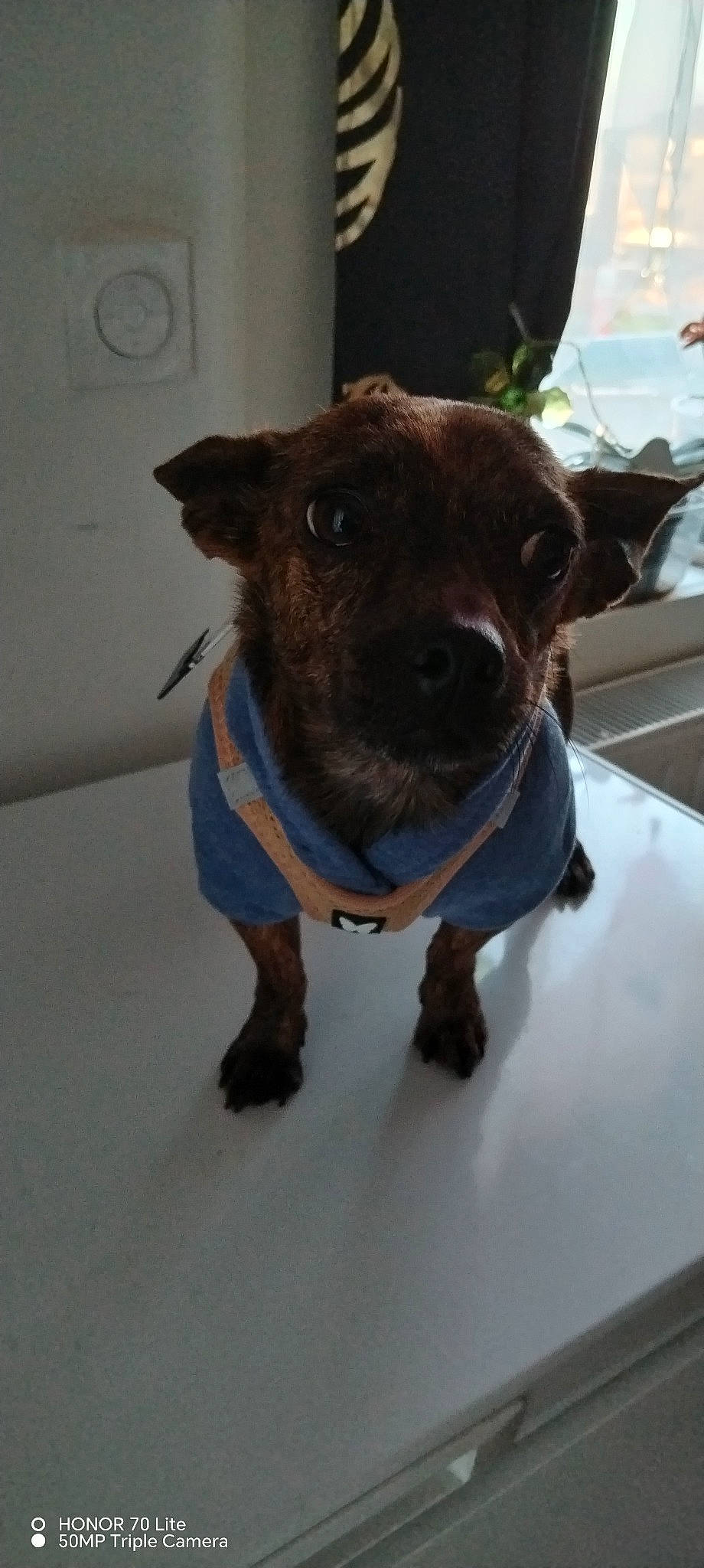 Spooky participe au concours pour gagner de l'argent avec cette photo : canidae, carnivore, collar, companion_dog, dog, dog_breed, dog_clothes, dog_collar, dog_supply, fawn, fur, leash, liver, pet_supply, snout, sporting_group, terrestrial_animal, whiskers, window, working_animal