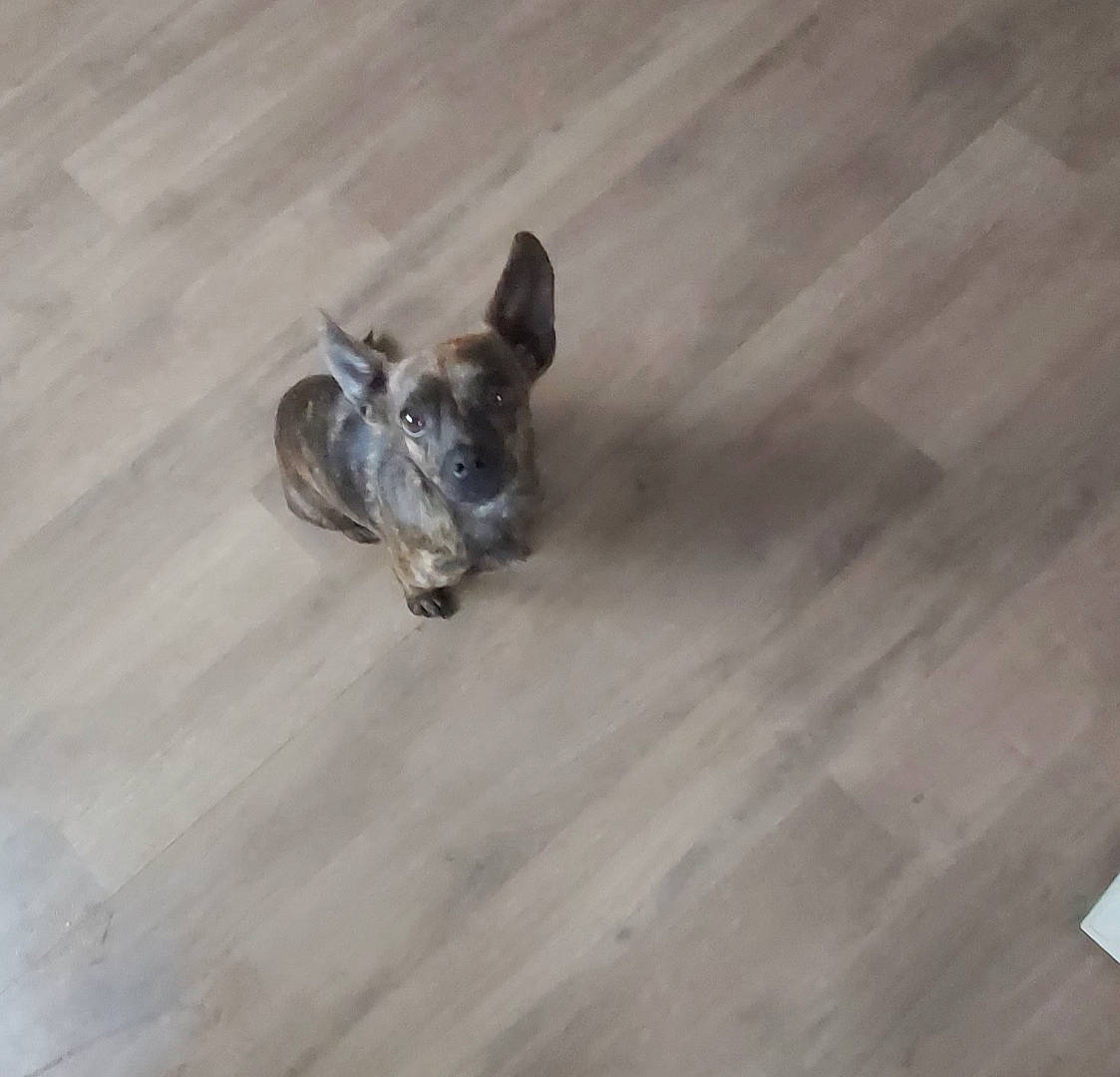 Spooky a rejoint le concours — aidez-le/la à gagner de superbes lots ! canidae, carnivore, companion_dog, dog, dog_breed, fawn, felidae, flooring, fur, hardwood, laminate_flooring, paw, small_to_medium_sized_cats, snout, sporting_group, tail, toy_dog, whiskers, wood, working_animal