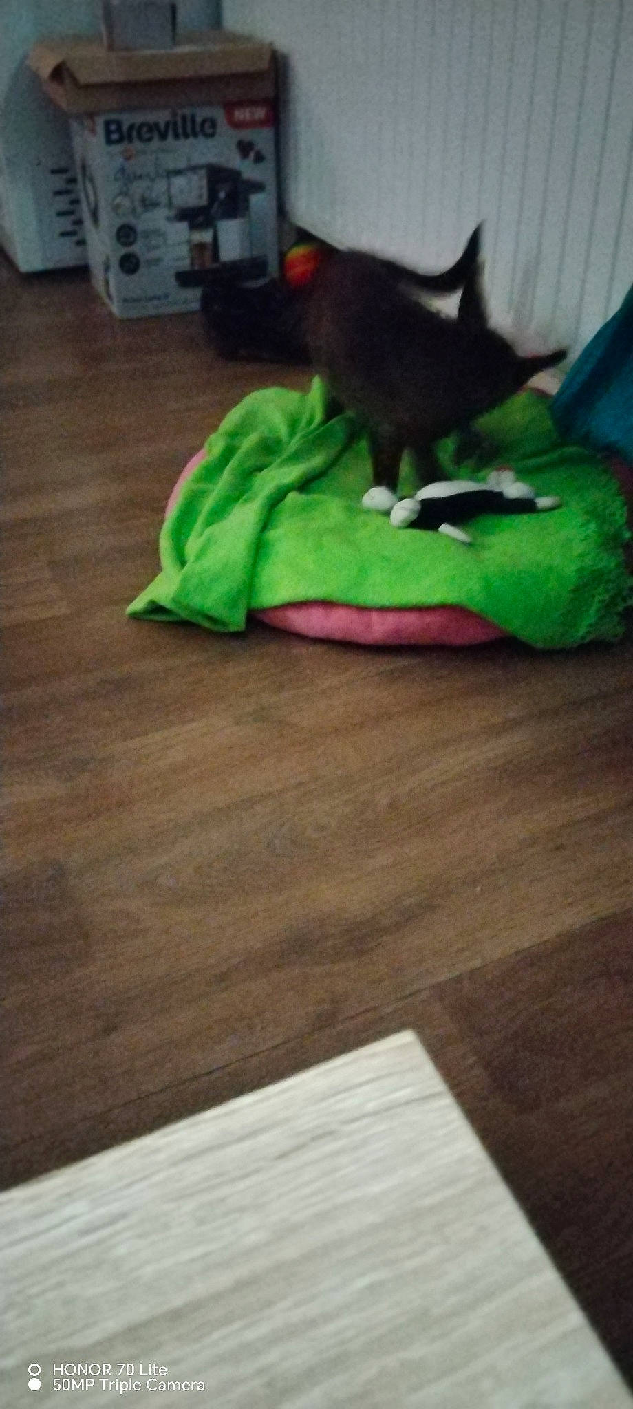 Spooky participe au concours pour gagner de l'argent avec cette photo : carmine, carnivore, comfort, felidae, floor, flooring, foot, fur, hardwood, human_leg, laminate_flooring, room, small_to_medium_sized_cats, sportswear, tail, tints_and_shades, varnish, wood, wood_flooring, wood_stain