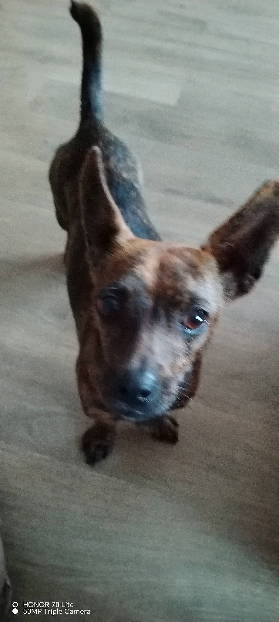 Spooky participe au concours pour gagner de l'argent avec cette photo : art, canidae, carnivore, collar, companion_dog, dog, dog_breed, dog_collar, ear, fawn, fur, liver, pet_supply, snout, sporting_group, tail, terrestrial_animal, whiskers, wood, working_animal