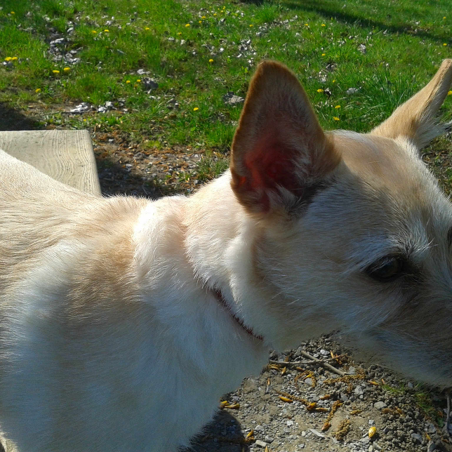 Cassie