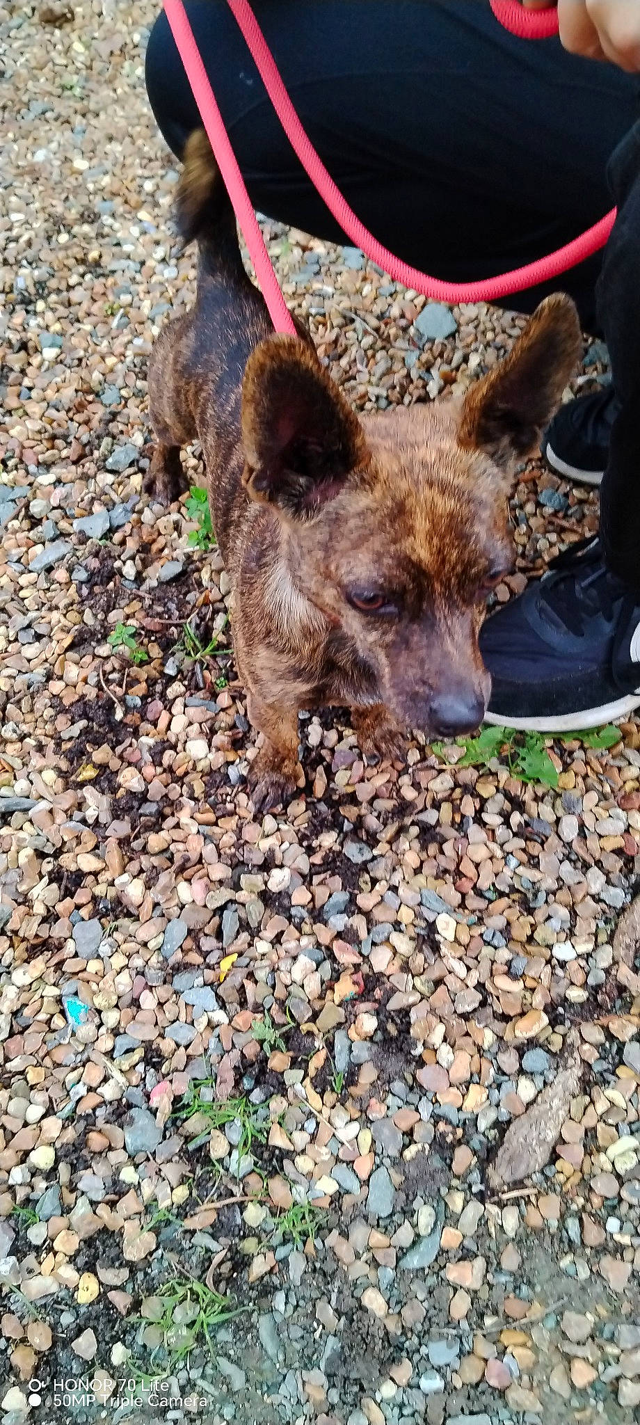 Cassie a rejoint le concours — aidez-le/la à gagner de superbes lots ! canidae, canis, carnivore, dog, dog_breed, fawn, fur, grass, liver, pebble, plant, snout, soil, sporting_group, terrestrial_animal, wildlife