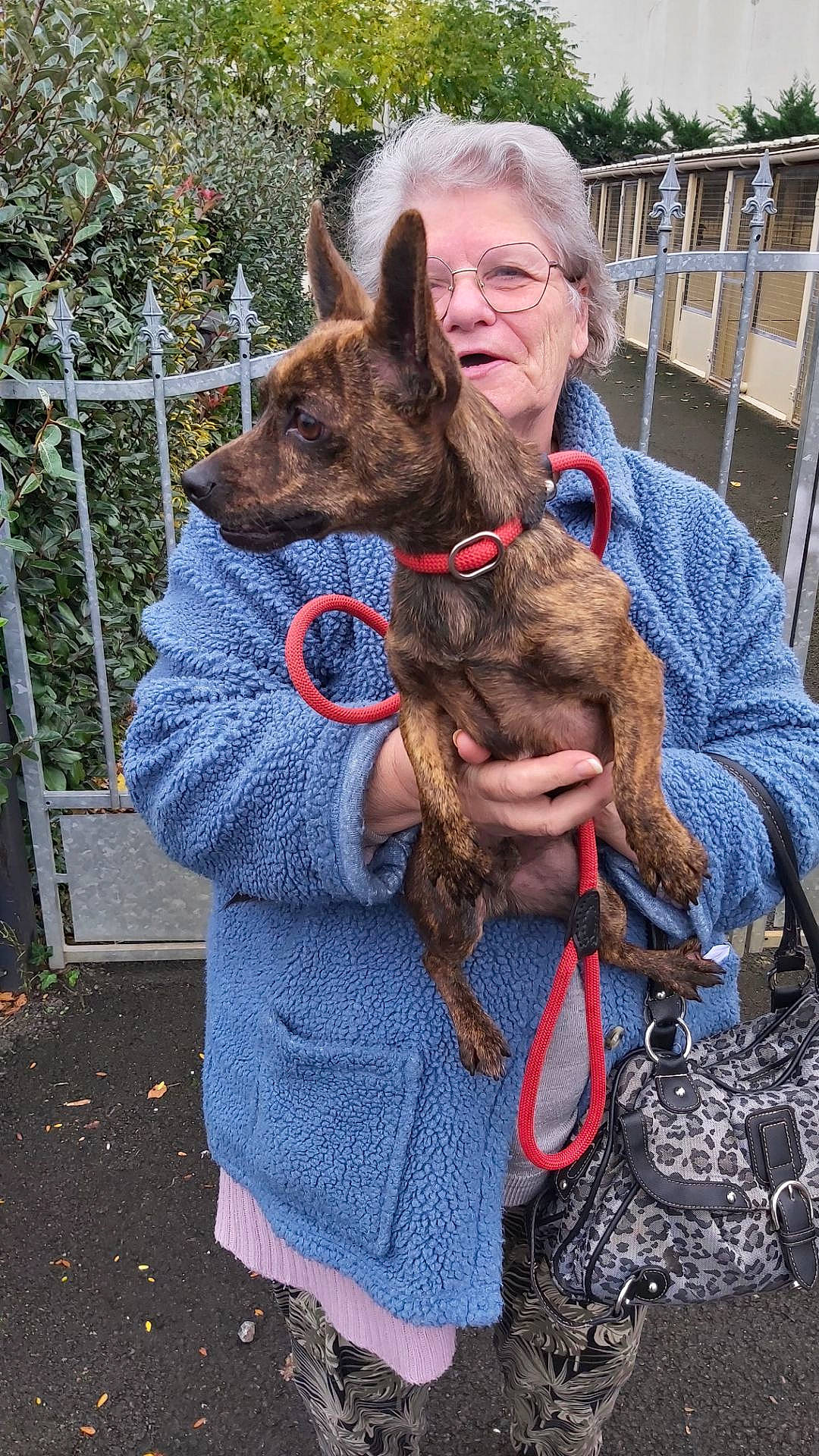 Cassie participe au concours pour gagner de l'argent avec cette photo : canidae, carnivore, collar, dog_breed, dog_collar, dog_supply, fawn, fence, fun, fur, happy, leash, liver, mammal, pack_animal, smile, snout, sporting_group, wire_fencing, working_animal