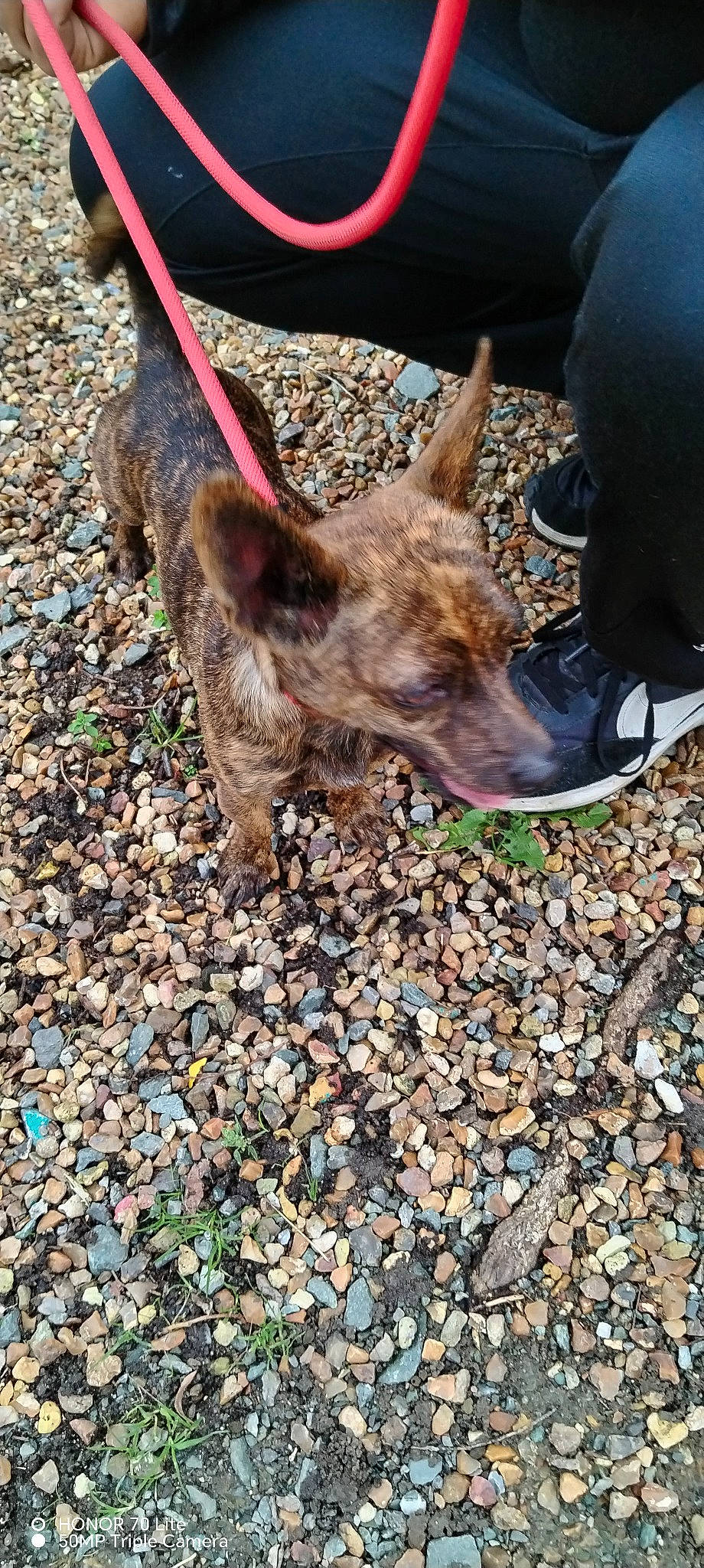 Cassie a rejoint le concours — aidez-le/la à gagner de superbes lots ! canidae, canis, carnivore, cobblestone, dog, dog_breed, fawn, foot, fur, grass, human_leg, pebble, plant, road_surface, rock, snout, soil, sporting_group, terrestrial_animal, working_animal