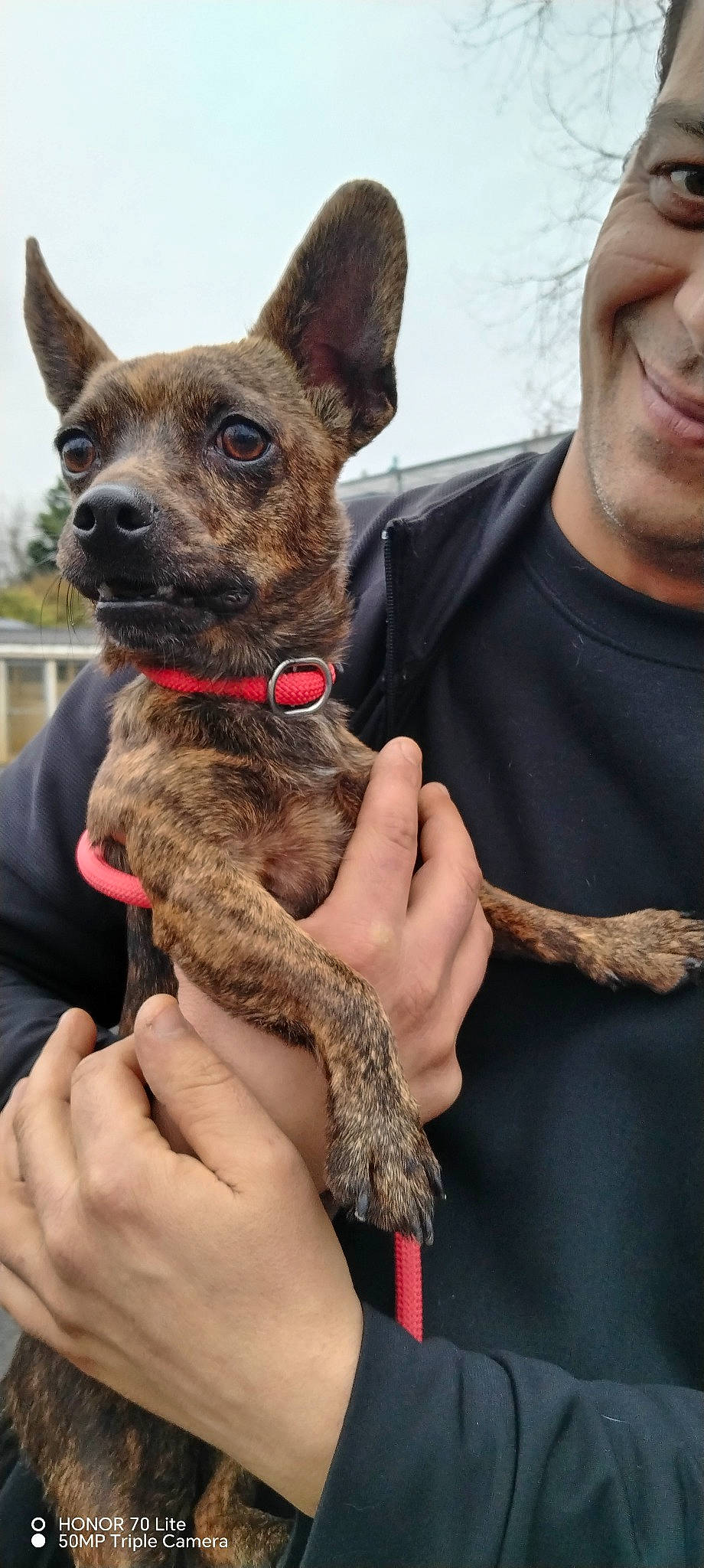 Cassie a rejoint le concours — aidez-le/la à gagner de superbes lots ! beard, canidae, carnivore, collar, companion_dog, dog, dog_breed, dog_collar, dog_supply, ear, fawn, fur, gesture, hand, smile, snout, sporting_group, whiskers, working_animal, working_dog