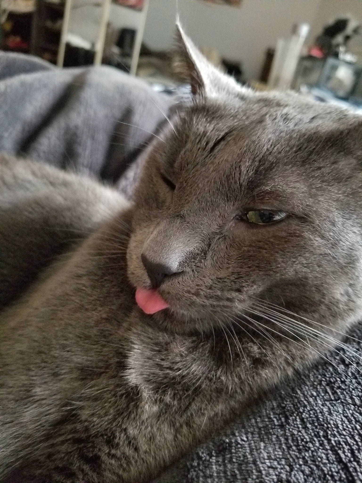 Bijou is registered to the contest to win money with this photo: british_shorthair, burmese, carnivore, cat, chartreux, domestic_short_haired_cat, fawn, felidae, fur, korat, mammal, nap, nebelung, russian_blue, small_to_medium_sized_cats, snout, vertebrate, whiskers, wildlife