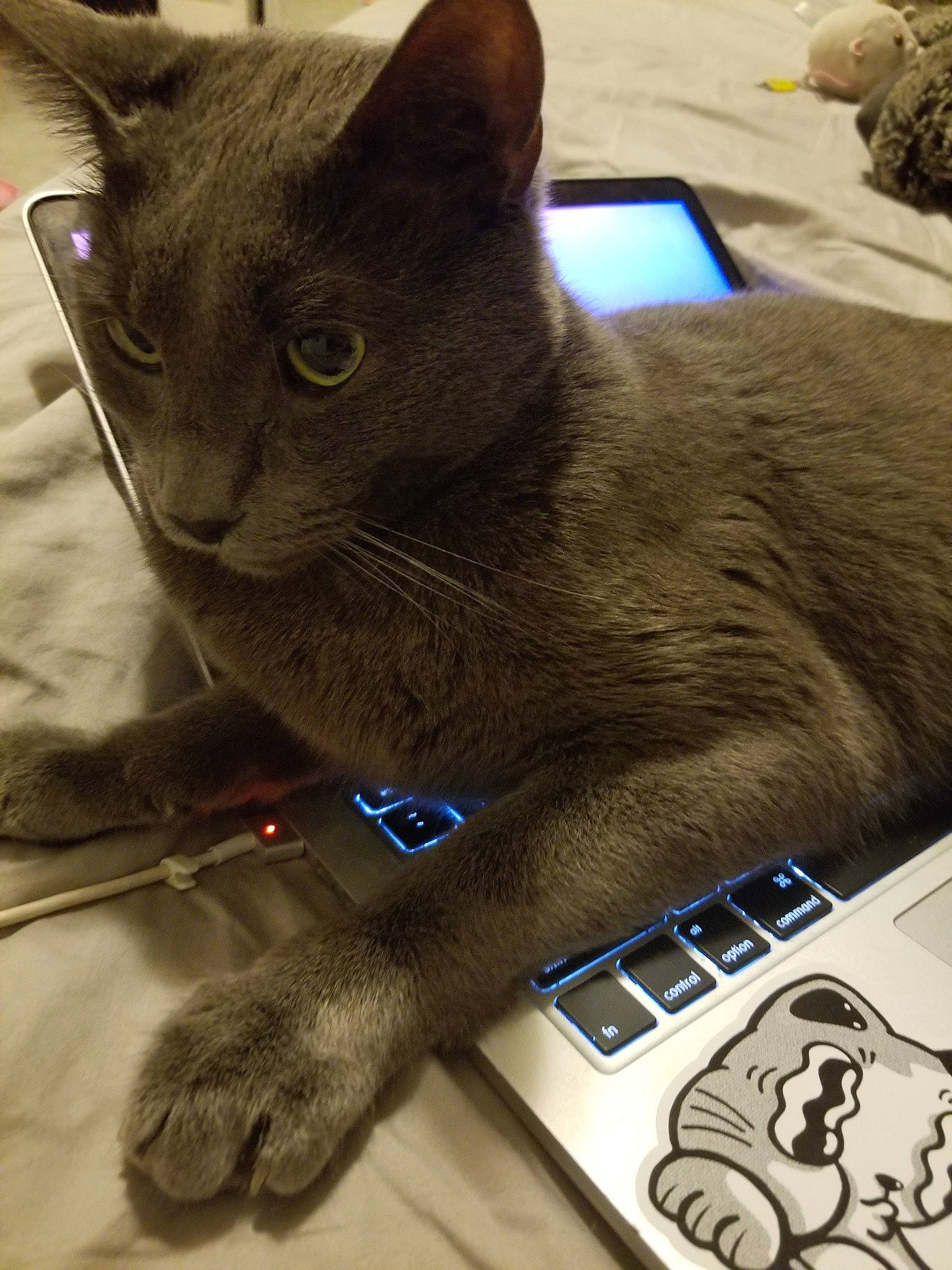 Bijou joined the competition — help win amazing prizes! asian, british_shorthair, burmese, carnivore, cat, chartreux, domestic_short_haired_cat, felidae, havana_brown, korat, mammal, nebelung, russian_blue, small_to_medium_sized_cats, snout, tonkinese, whiskers