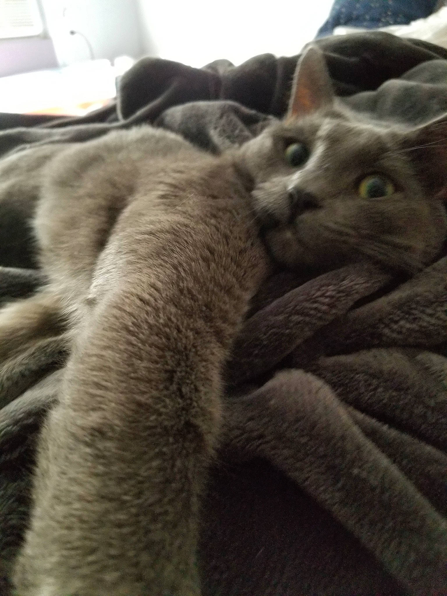 Bijou joined the competition — help win amazing prizes! british_shorthair, burmese, carnivore, cat, chartreux, fawn, felidae, fur, kitten, korat, nap, nebelung, russian_blue, small_to_medium_sized_cats, whiskers