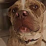 dog, close_up, brindle_coat, nose, pink_spots, indoor, tile_floor, pet, animal, curious, face, whiskers, collar, muzzle, ears, portrait, looking_up, furry, domestic_animal, friendly