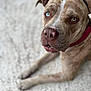 dog, canine, heterochromia, blue_eye, brown_eye, pet, animal, portrait, closeup, lying_down, fur, snout, ears, collar, domestic_animal, mammal, whiskers, nose, paw, indoor