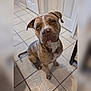 dog, brindle, pet, indoor, tile_floor, curious, sitting, canine, animal, looking_up, ears, snout, floor, door, home, domestic, companion, cute, portrait, attention