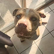 Cosmo is registered to the contest to win money with this photo: dog, pitbull, heterochromia, blue_eye, brown_eye, pet, canine, looking_up, close_up, indoor, tile_floor, sunlight, shadow, glass_door, curious, animal, mammal, companion, domestic, face