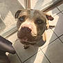 dog, pitbull, heterochromia, blue_eye, brown_eye, pet, canine, looking_up, close_up, indoor, tile_floor, sunlight, shadow, glass_door, curious, animal, mammal, companion, domestic, face