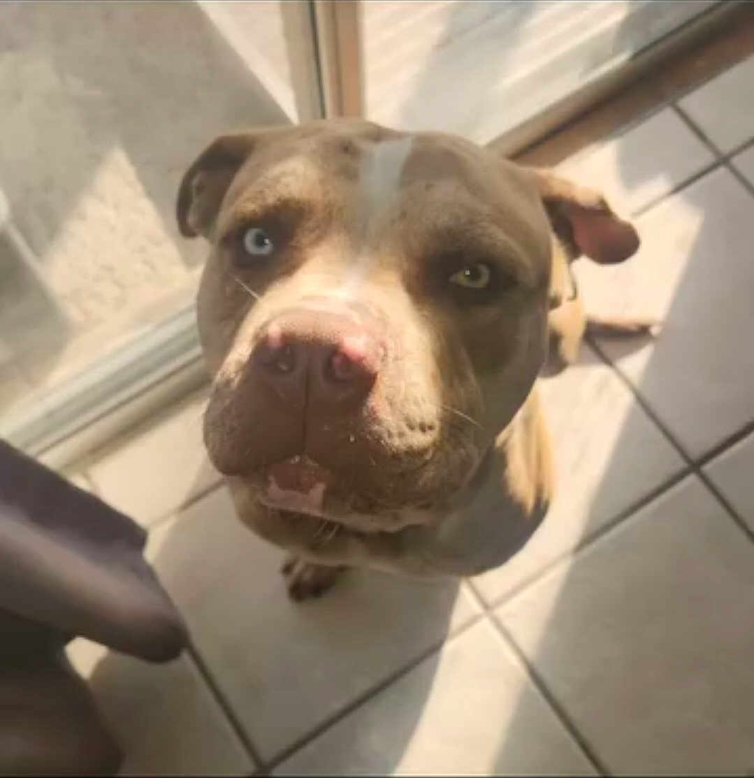 Cosmo is registered to the contest to win money with this photo: dog, pitbull, heterochromia, blue_eye, brown_eye, pet, canine, looking_up, close_up, indoor, tile_floor, sunlight, shadow, glass_door, curious, animal, mammal, companion, domestic, face